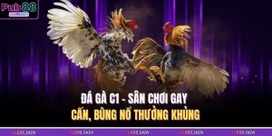 da ga c1 san choi gay can bung no thuong khung