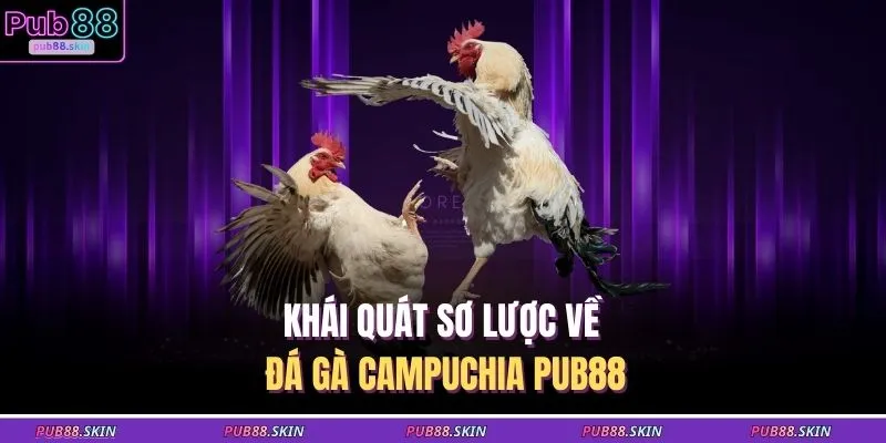 Đá Gà Campuchia – Sân Chơi Truyền Thống Cá Cược Sôi Động 1 Khái quát sơ lược về đá gà Campuchia PUB88